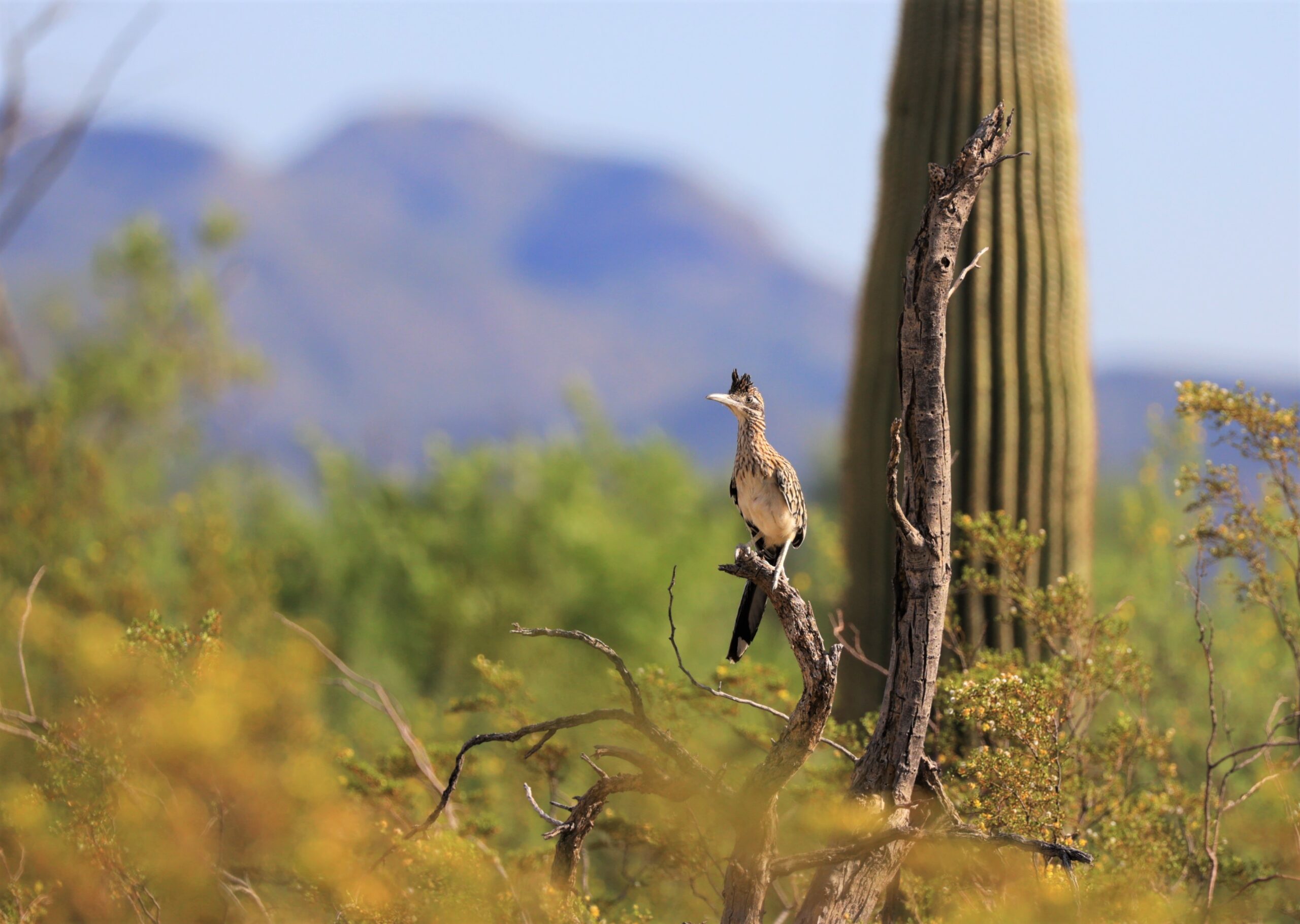 Greater Roadrunner