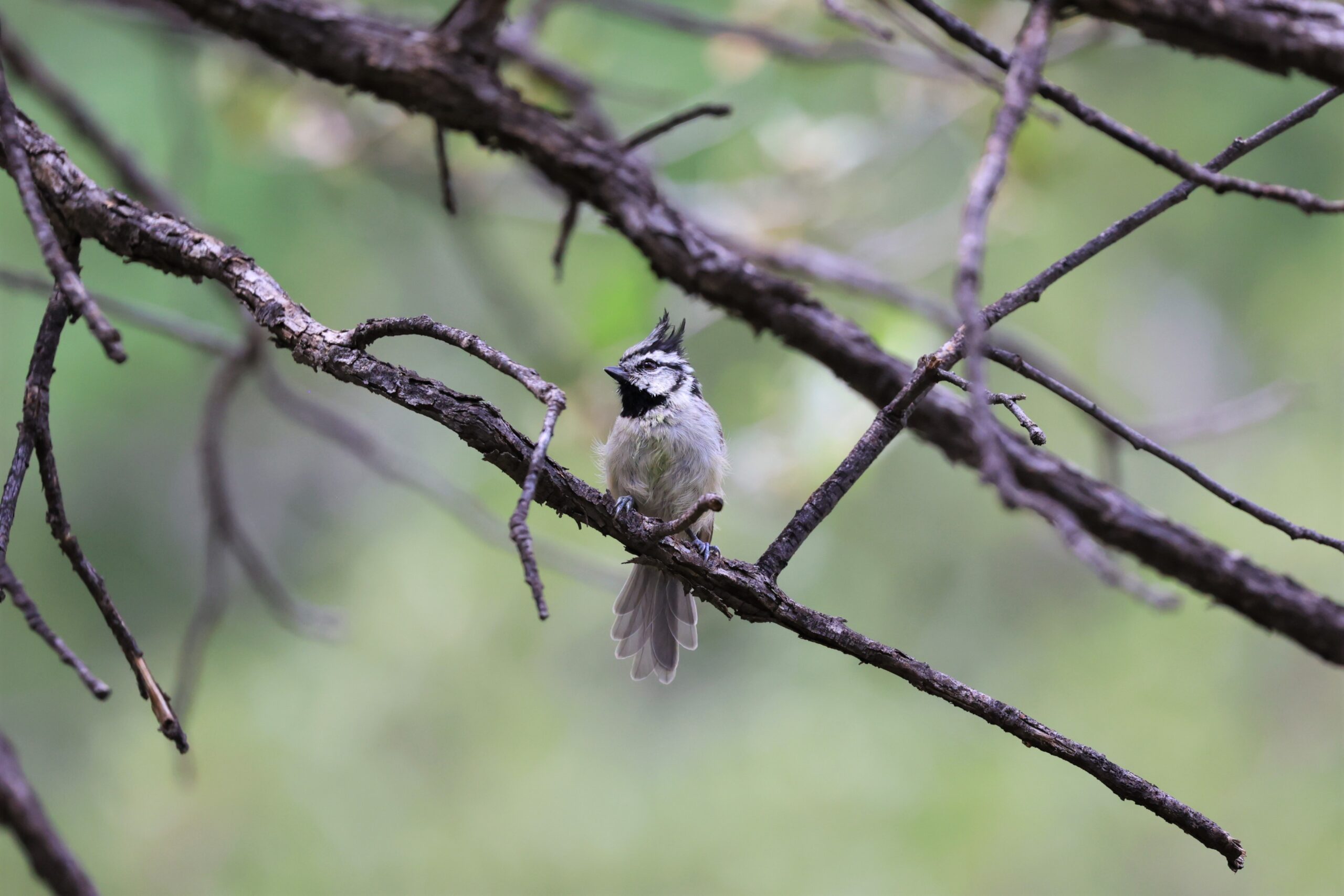 Bridled Titmouse taken in Arizona