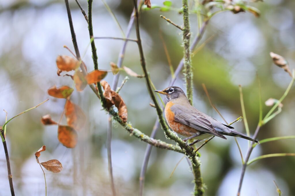 American Robin