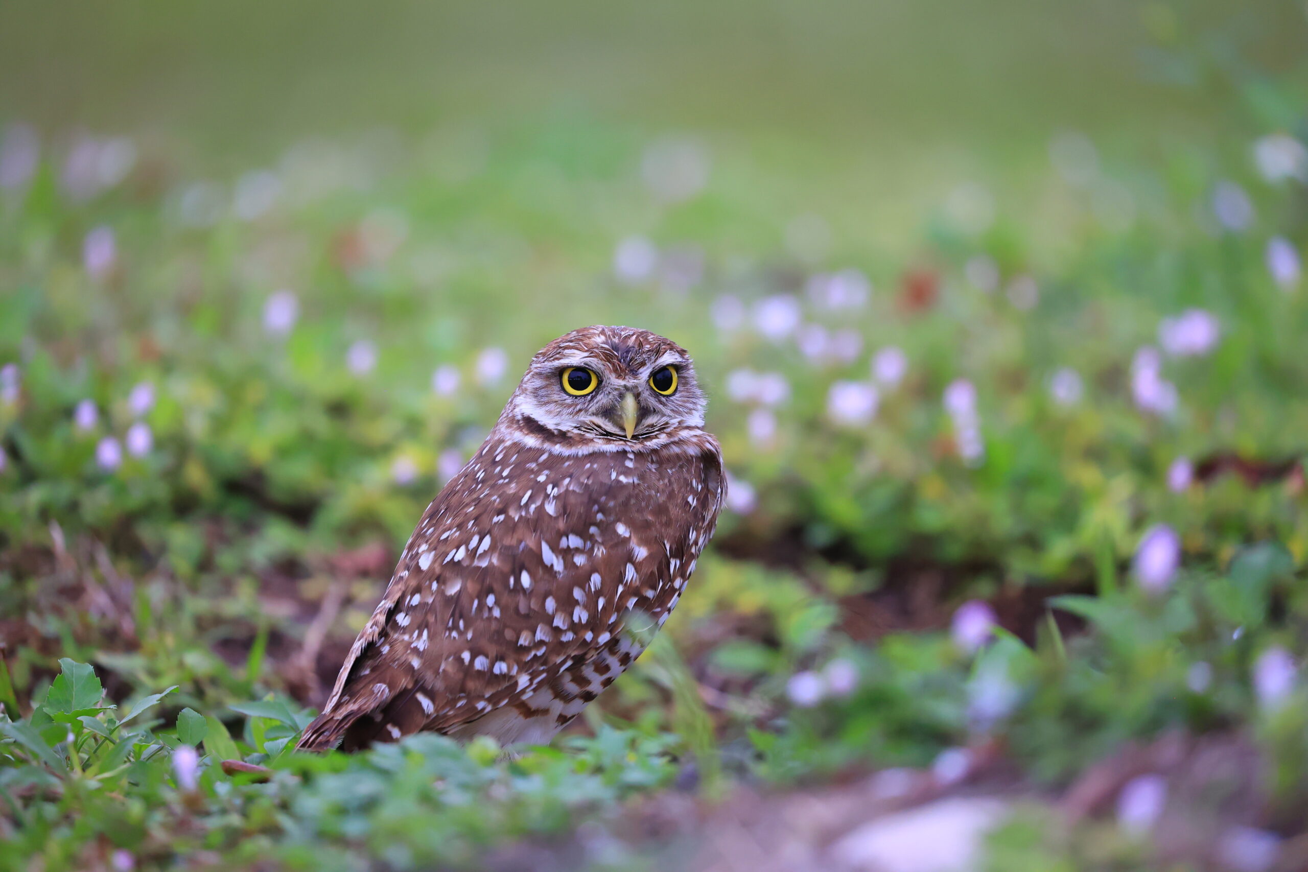 Burrowing Owl photo taken in Florida