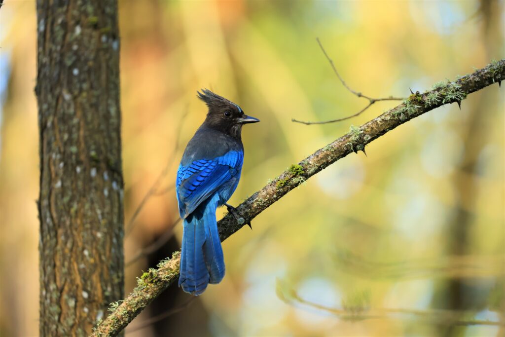 Steller's Jay standing on a tree branch