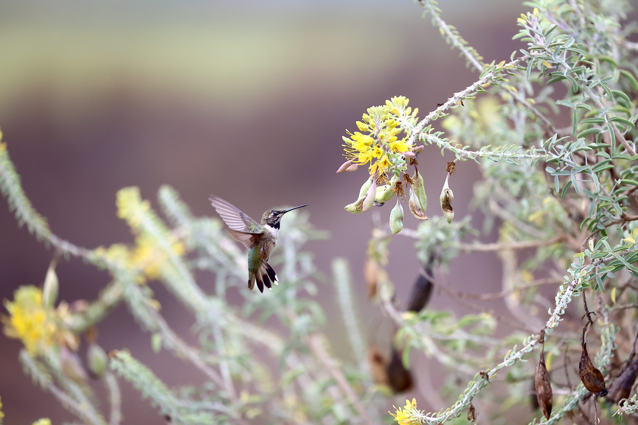 Black-chinned Hummingbird