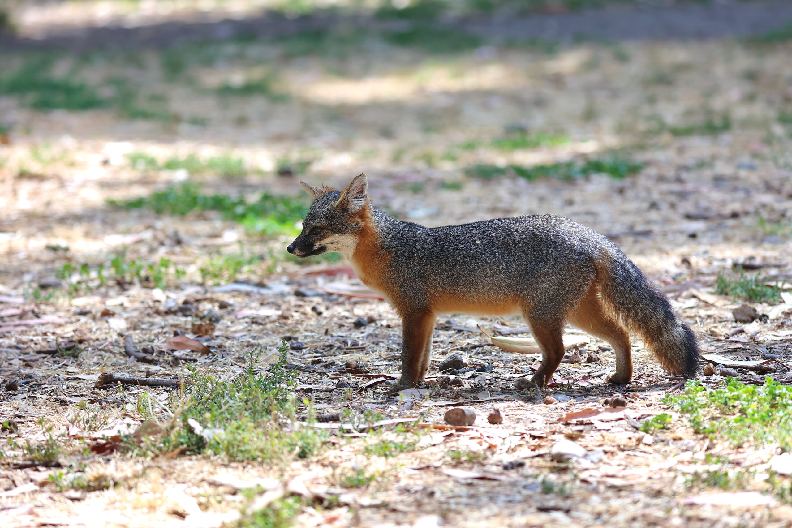 Island Fox