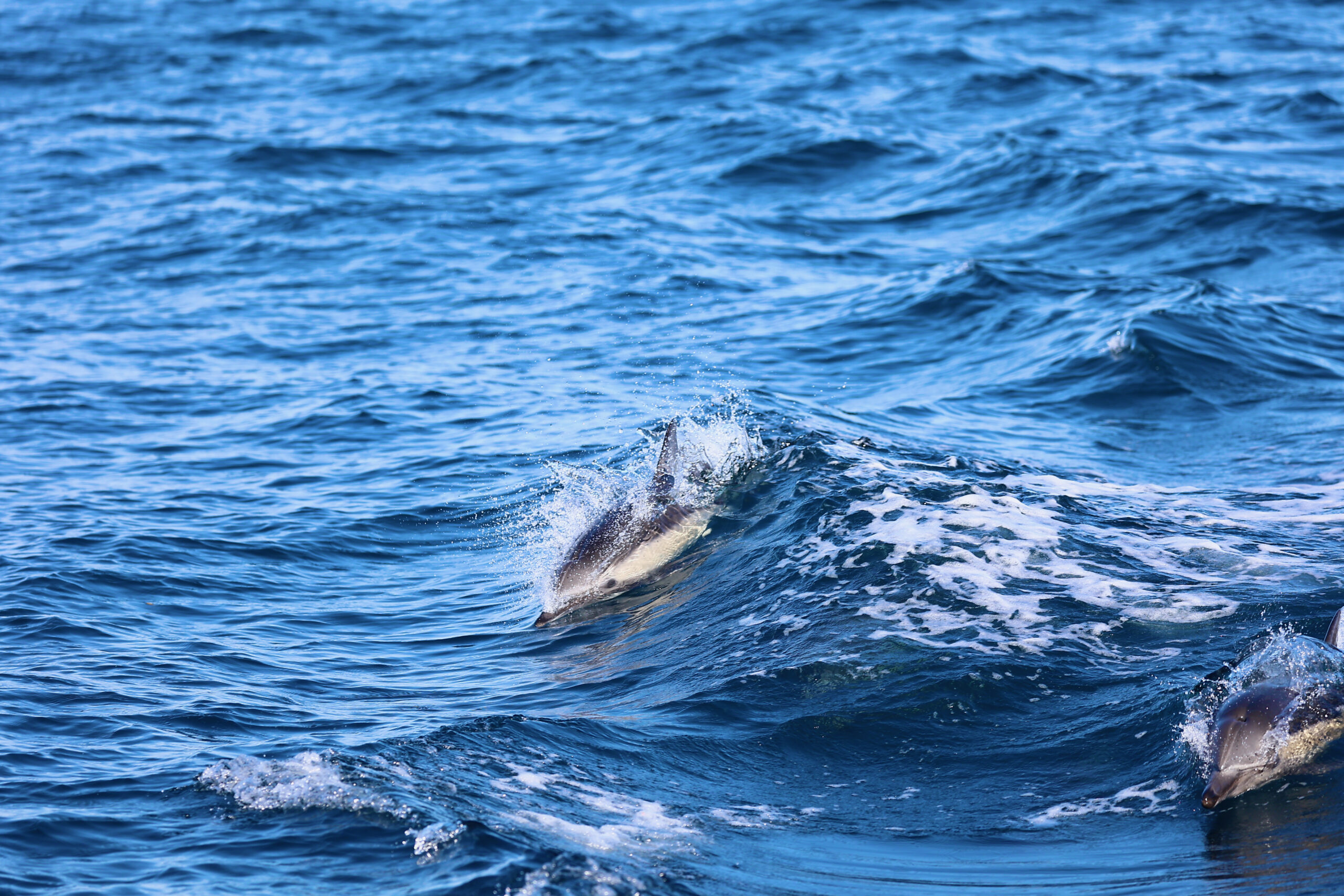 Short-beaked common dolphin